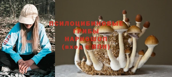 хмурый Аркадак